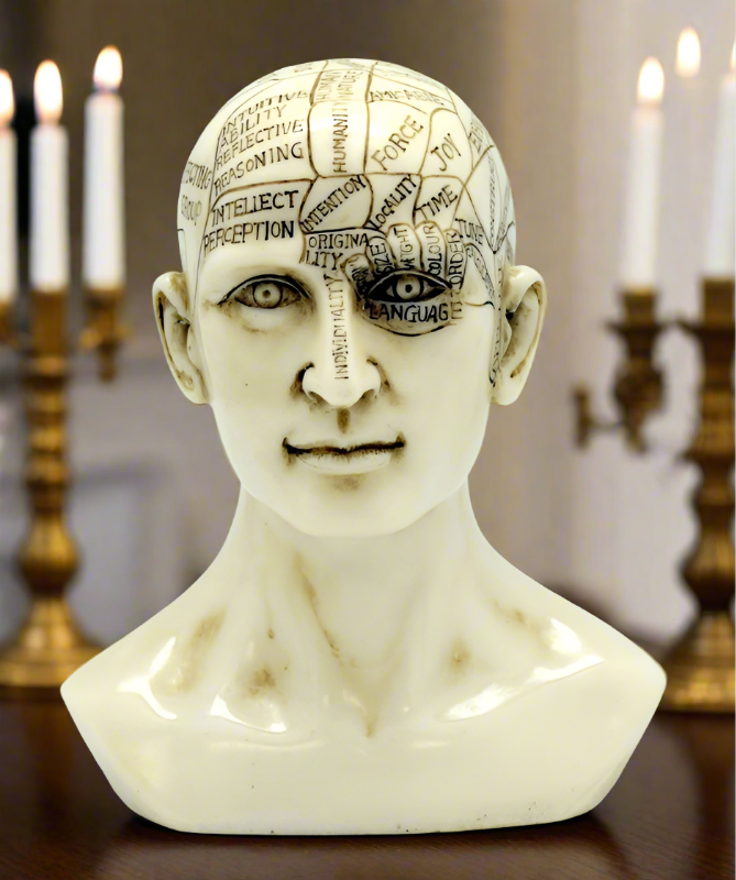 Smaller Phrenology Skull