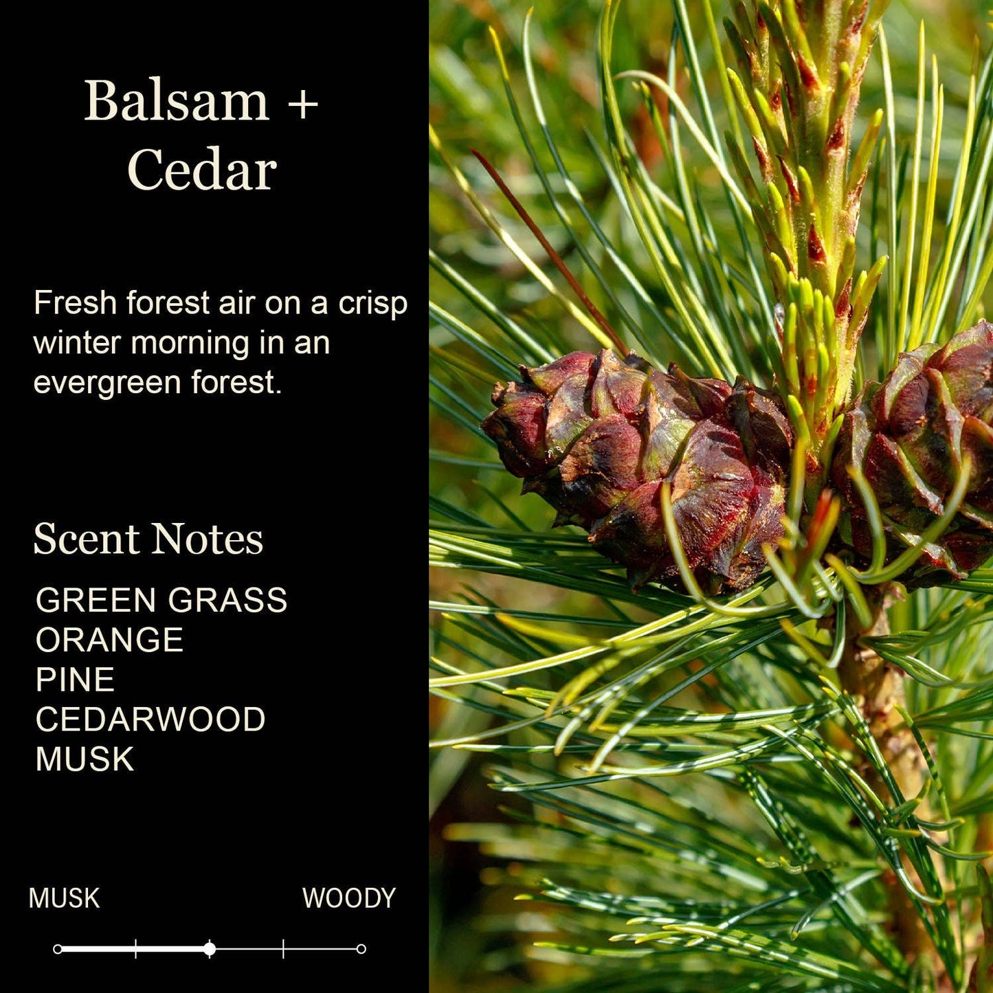 I Like Them Real Thick And Sprucy White Candle