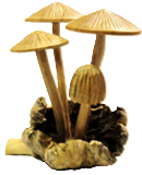 Carved Root Mushroom #6