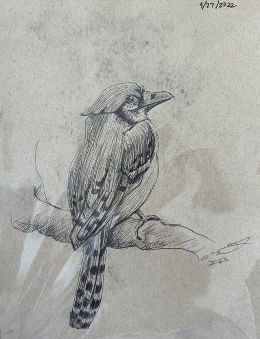 Bird Sketch